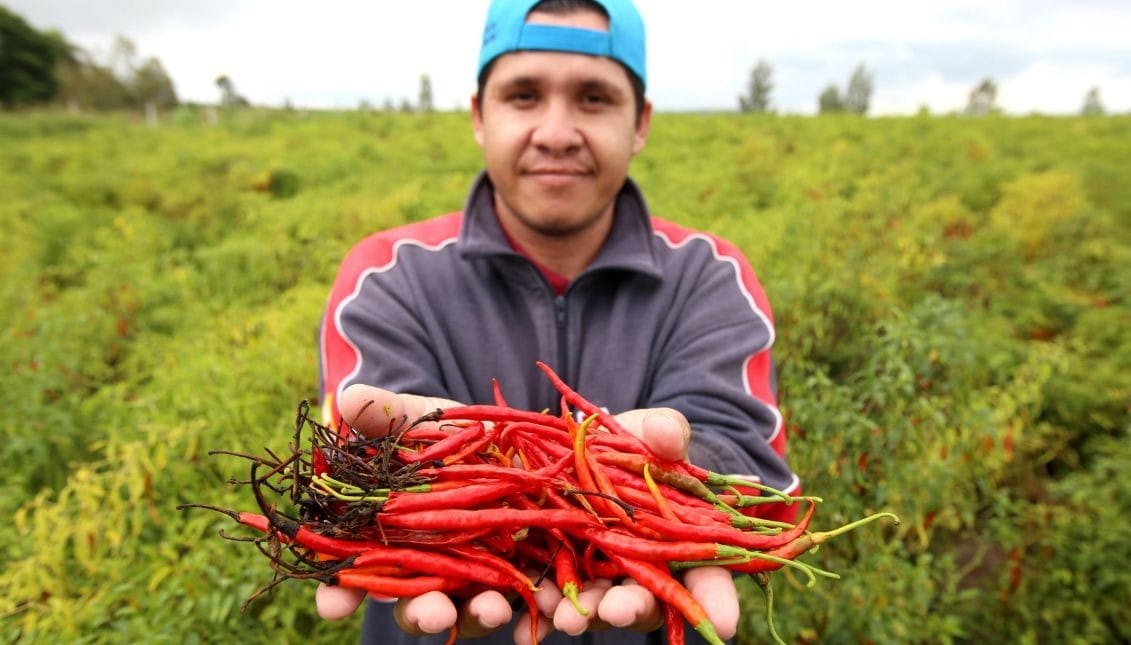 Mexican farmer with chiles